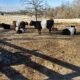 01 2018 – visit Susie in Raleigh: belted cows, new frames, and fun