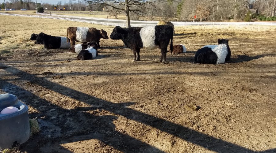 01 2018 – visit Susie in Raleigh: belted cows, new frames, and fun