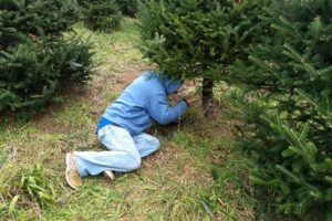 2018 in-between – part 3, cutting down a tree