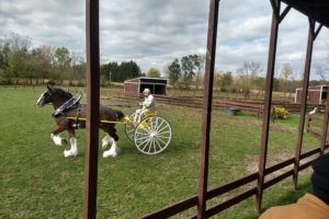 2018 Wisconsin – part 8, Fond du Lac: Larsons Clydesdales