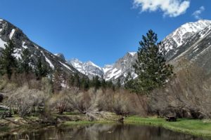 2019 other side – part 17, Bishop: a glacier from a distance and ponderosa pines