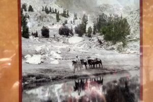 2019 other side – part 16, Bishop: pack mules in the Sierras