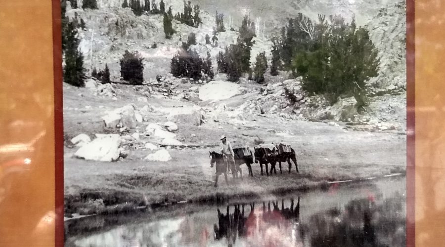 2019 other side – part 16, Bishop: pack mules in the Sierras