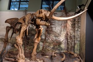 2019 New Brunswick – part 12, Saint John: NB Museum – from mastodons to exploring space