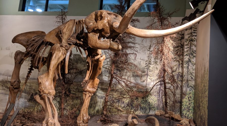 2019 New Brunswick – part 12, Saint John: NB Museum – from mastodons to exploring space