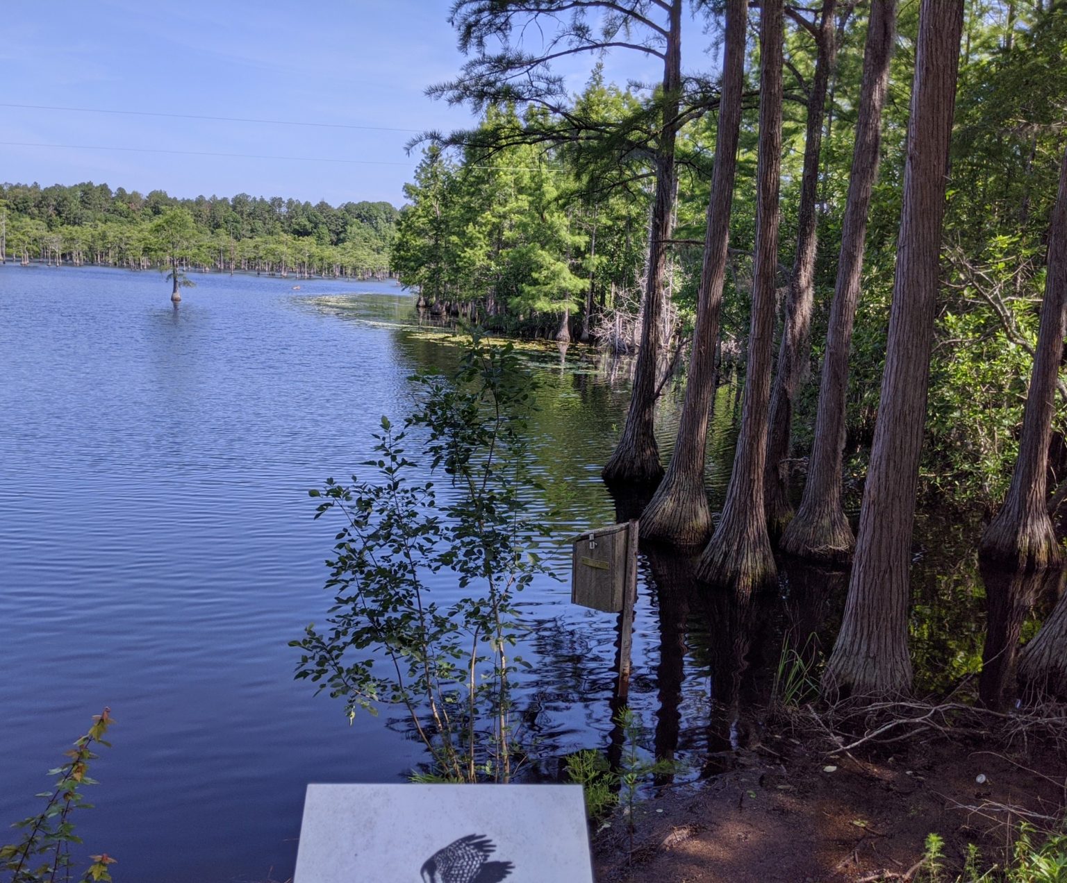 2020 Georgia - part 4: George L. Smith State Park in south central ...