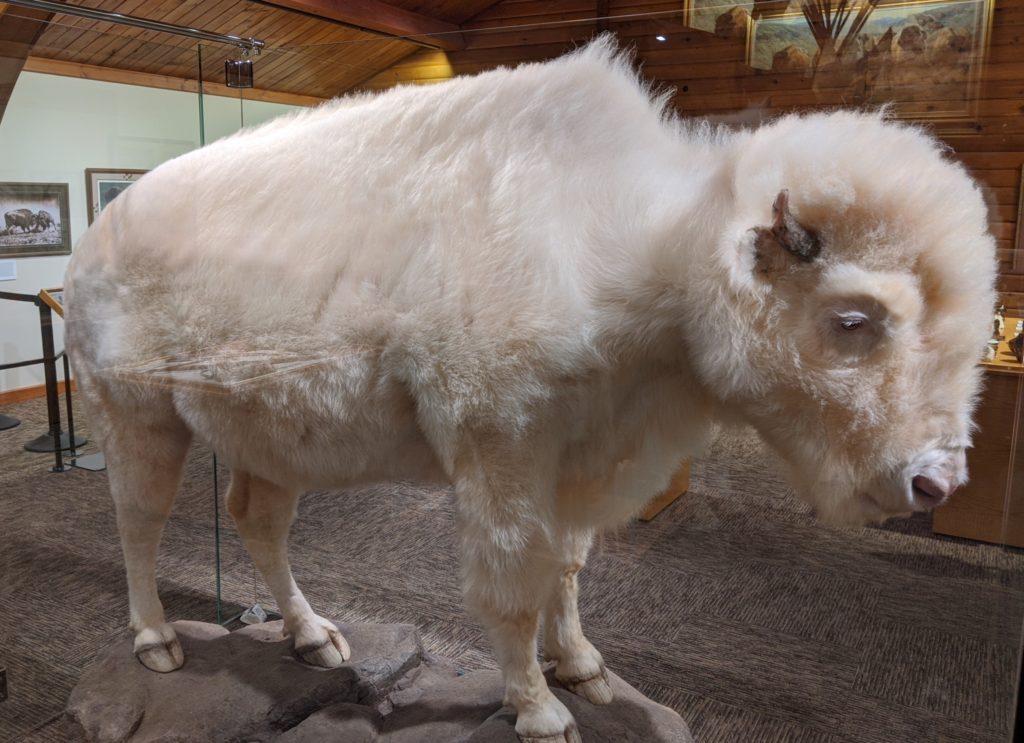 North Platte's Buffalo Bill Ranch welcomes bison born Monday