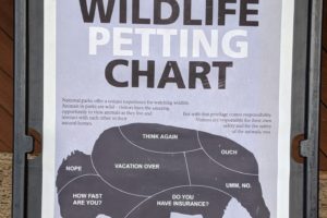 bison petting chart