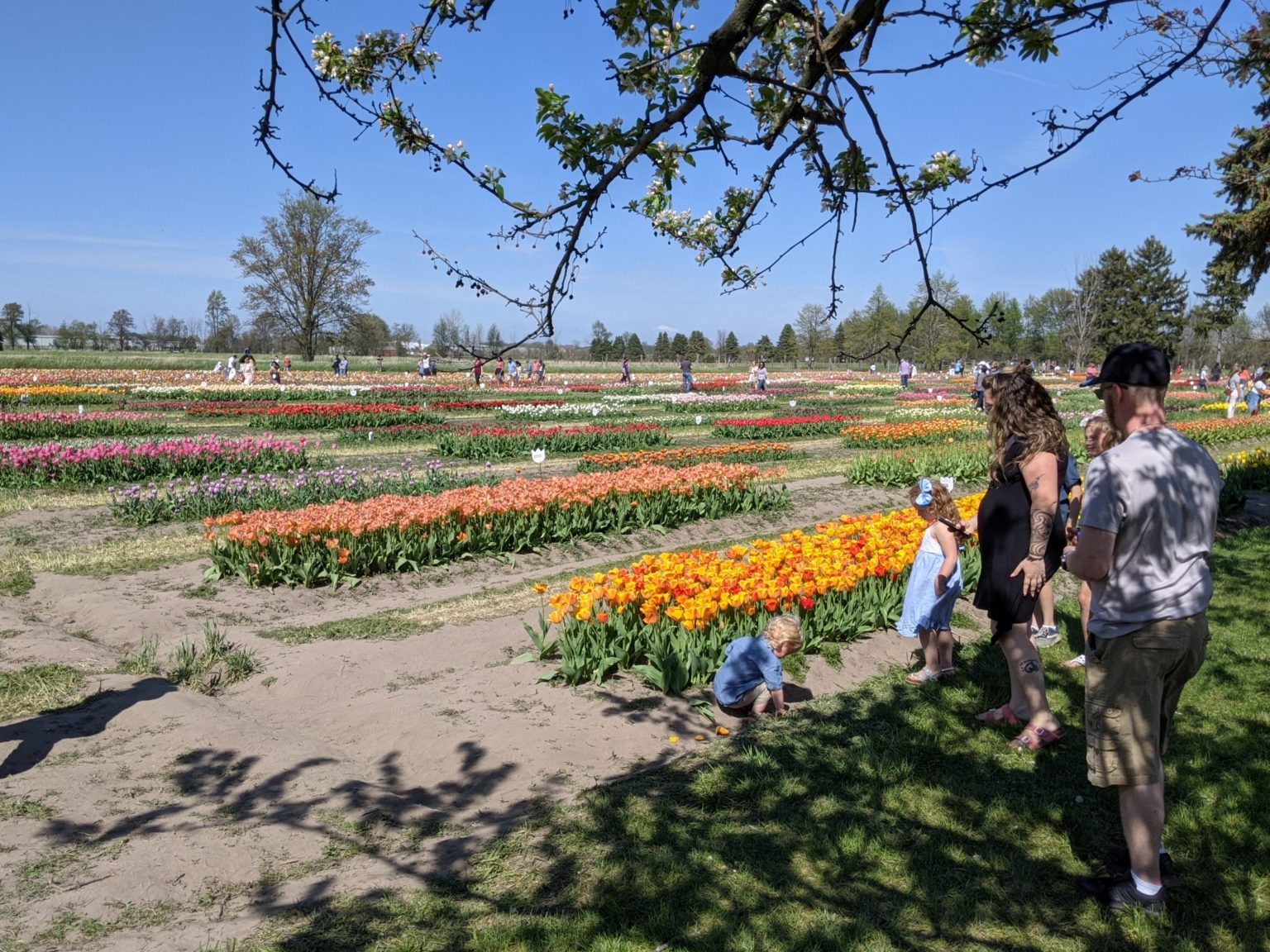 2021 quick trips - part 25: tulip time at the tulip farm - Travel With ...