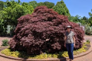 2021 quick trips – part 34: Raleigh’s Raulston Arboretum