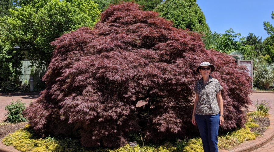 2021 quick trips – part 34: Raleigh’s Raulston Arboretum