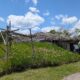 2026 Lewis & Clark trip – part 30: two looks at Mandan village earth lodges