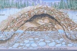 2026 Lewis & Clark trip – part 34: Missouri-Yellowstone confluence