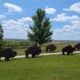 2026 Lewis & Clark trip – part 27: Fort Mandan