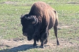 2026 Lewis & Clark side trip – part 32: Theodore Roosevelt National Park