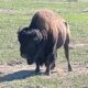 2026 Lewis & Clark side trip – part 32: Theodore Roosevelt National Park