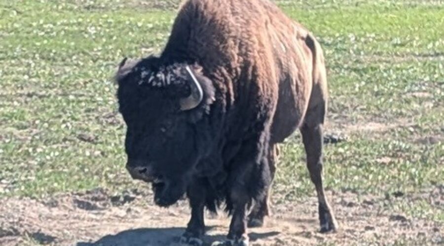 2026 Lewis & Clark side trip – part 32: Theodore Roosevelt National Park