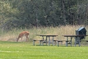 2026 Lewis & Clark trip – part 52: walking around Travelers’ Rest with Lewis and Clark